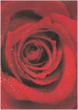 Transparent Rosenkopf rot